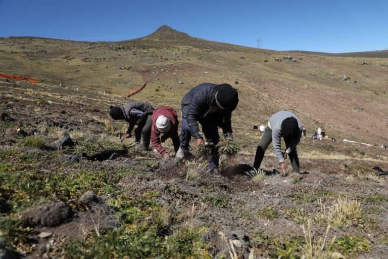 Unearthing the Origins: Where Does Maca Come From?