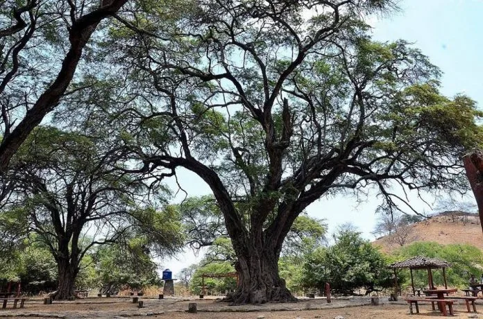 arbol-algarrobo