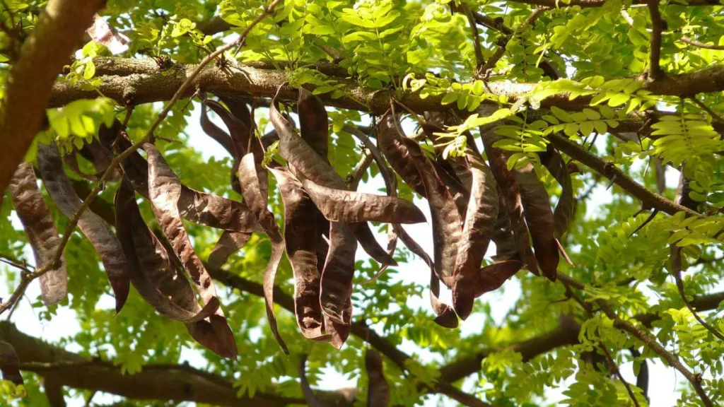 vaina-algarrobo-arbol